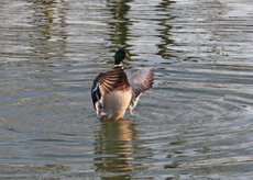 Stockente-Wasserlauf-037.jpg